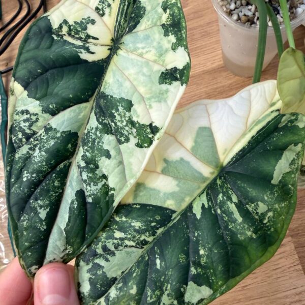 Alocasia Dragon Scale Albo - planta madre