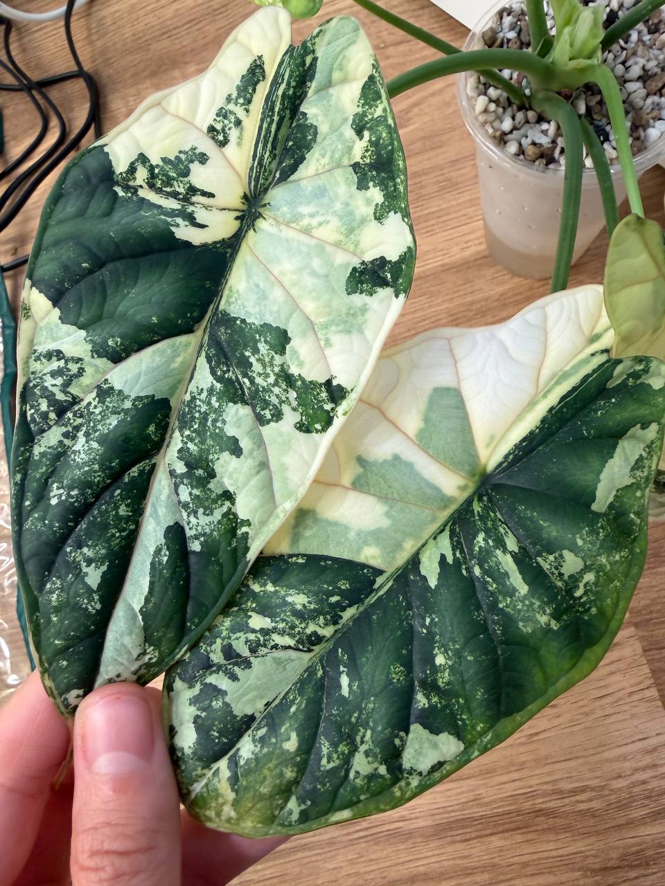 Alocasia Dragon Scale Albo - planta madre