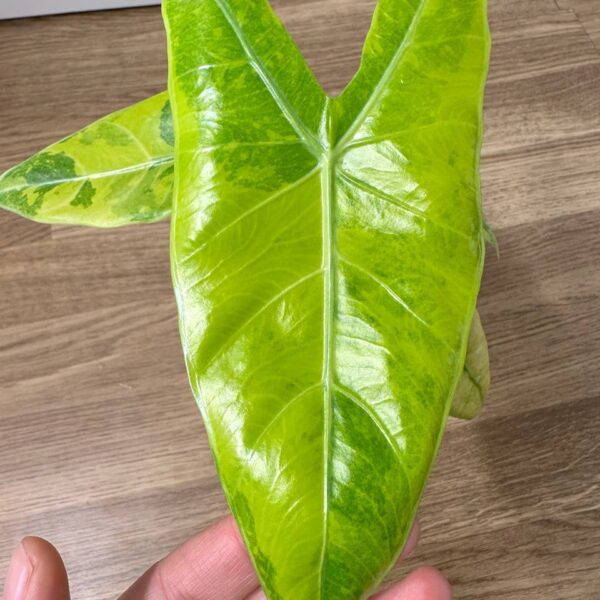Alocasia Longiloba Lemon Mint - planta madre