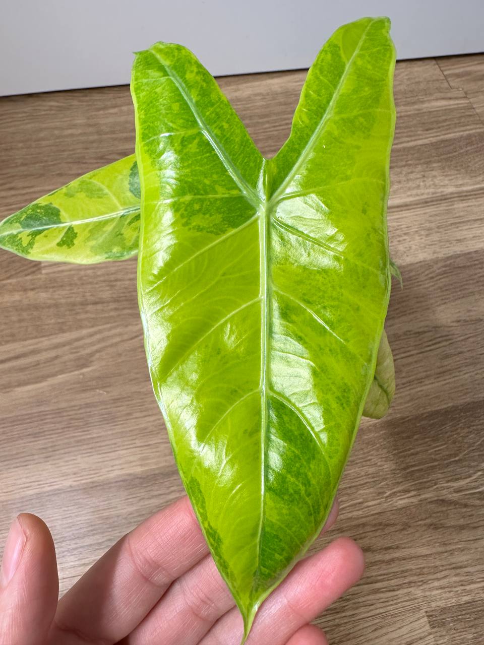 Alocasia Longiloba Lemon Mint - planta madre