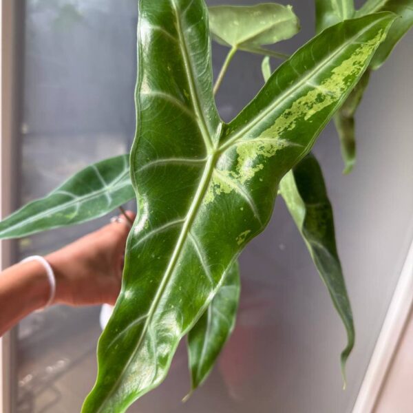 Alocasia Longiloba Forest planta madre
