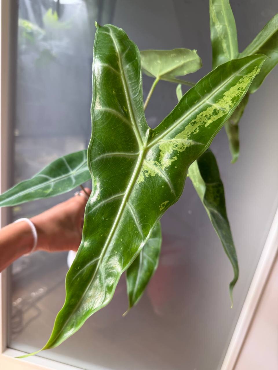 Alocasia Longiloba Forest planta madre