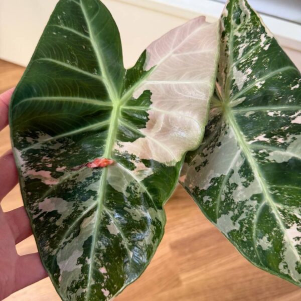 Alocasia Pink Dragon Albo - planta madre