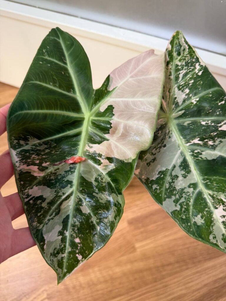 Alocasia Pink Dragon Albo - planta madre