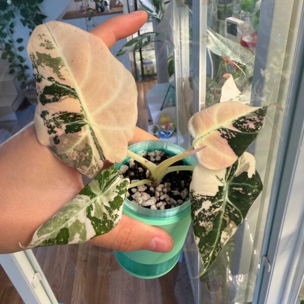 Alocasia Black Velvet Pink — planta con maceta de autorriego