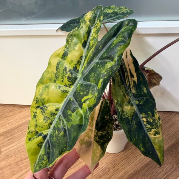 Alocasia Chantrieri Aurea — planta madre