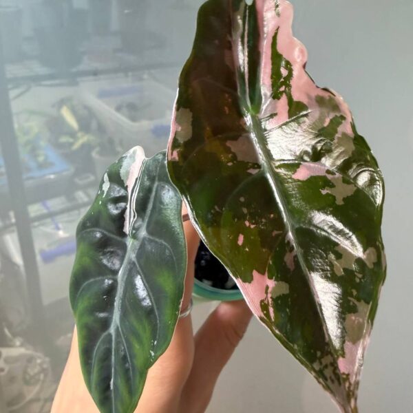 Alocasia Chantrieri Pink variegada