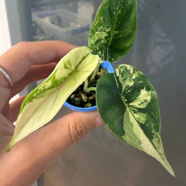 Alocasia Dragon Scale Albo — planta