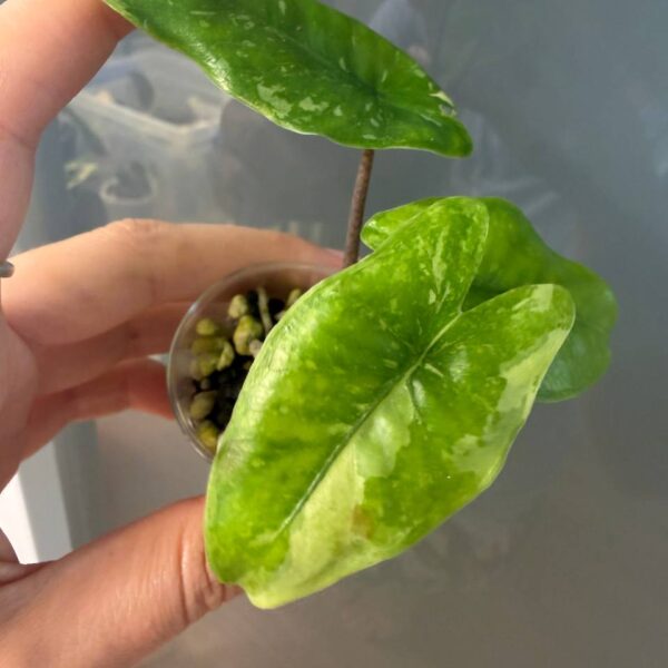 Alocasia Heterophylla Corazón Albo — planta