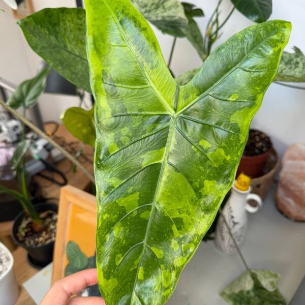 Alocasia Longiloba Golden Lemon - planta madre