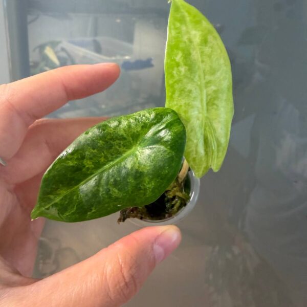 Alocasia Longiloba Mint/Aurea — planta