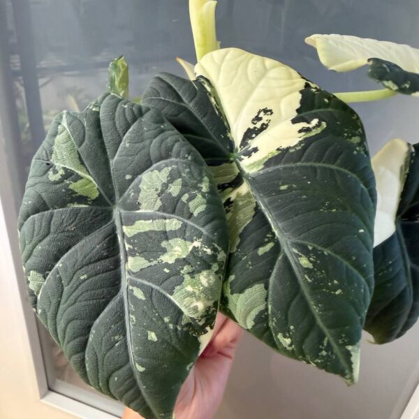 Alocasia Maharani Albo — planta madre
