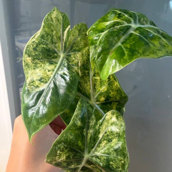 Alocasia Nairobi Nights Aurea — variegación