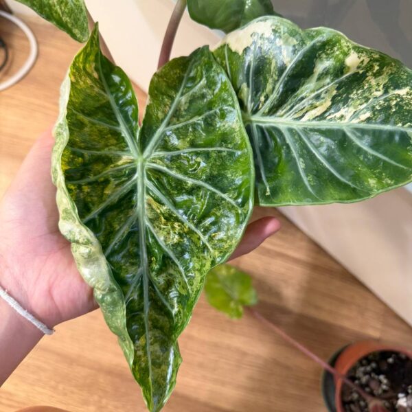 Alocasia Nairobi Nights Aurea — cormo