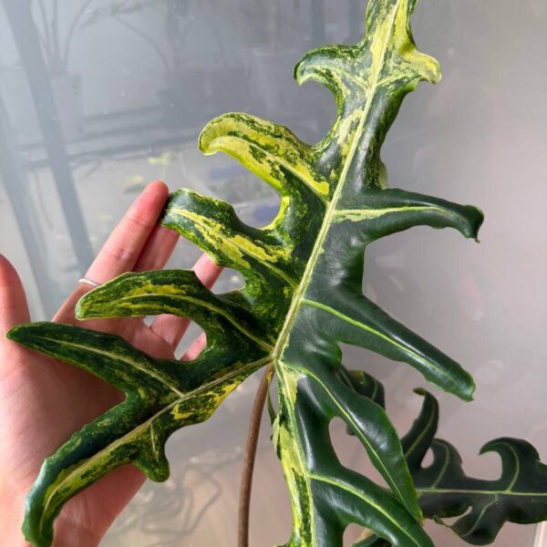 Alocasia Portei Aurea - planta madre