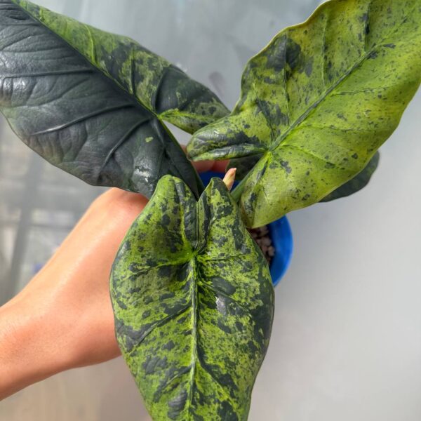 Alocasia Sintang Neon — planta madre