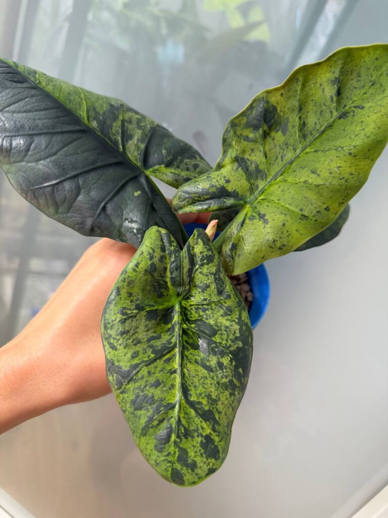 Alocasia Sintang Neon — planta madre
