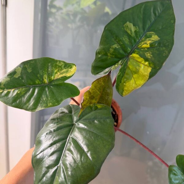 Alocasia Yucatan Aurea — planta
