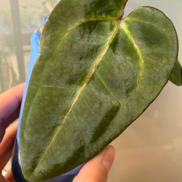 Anthurium Black Velvet x (Zara x michelle)