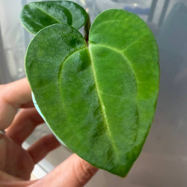 Anthurium Carla JS07 x AOS SKG