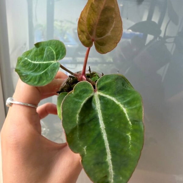 Anthurium cristy x bwvrc