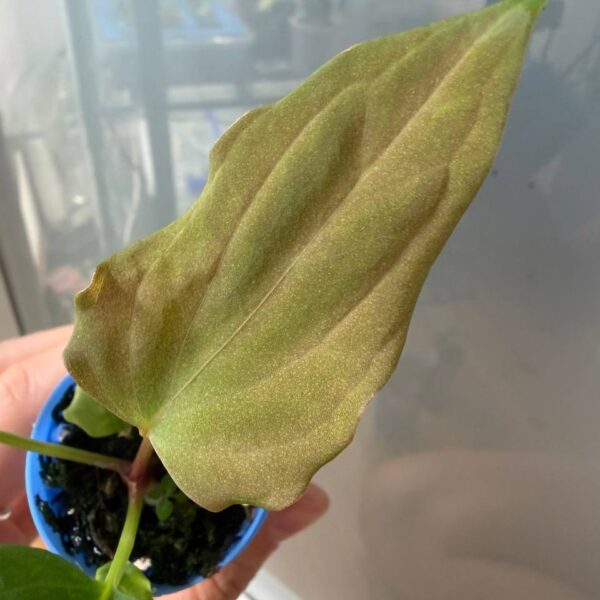 Anthurium Fort Sherman x portilae (indo)