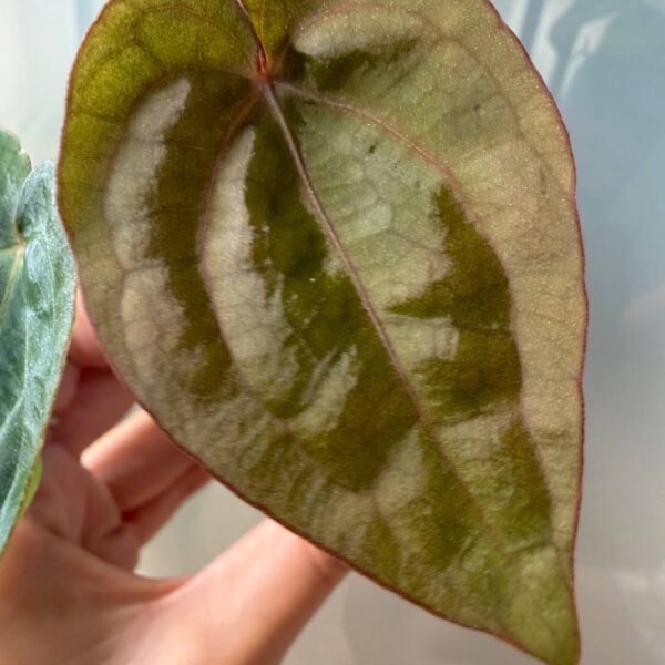 Anthurium papi var dress rg x michelle var
