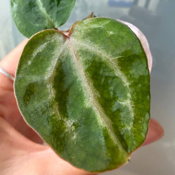 Anthurium Red Crystallinum tezula x (skg silver x red crys) x red crys