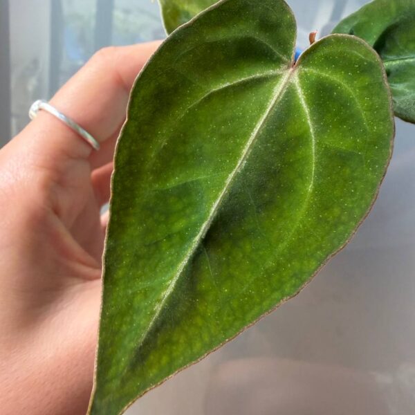 Anthurium (zara 33 x michelle long 22) x forgetii
