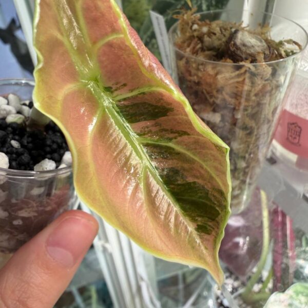 Alocasia Azlanii Orange Mint planta madre