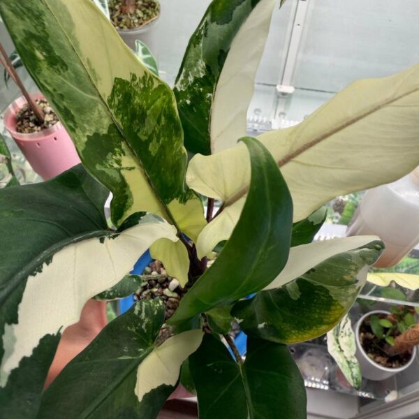 Alocasia Lauterbachiana Albo - planta madre