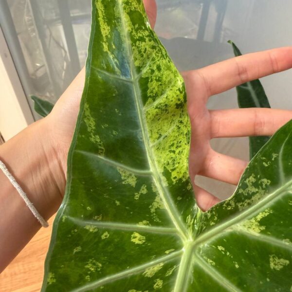 Alocasia Longiloba Forest Lemon Lime planta madre