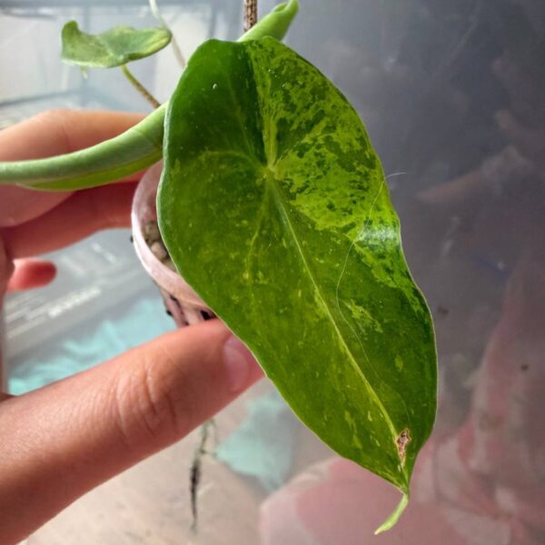 Alocasia Longiloba Forest Lemon Lime planta