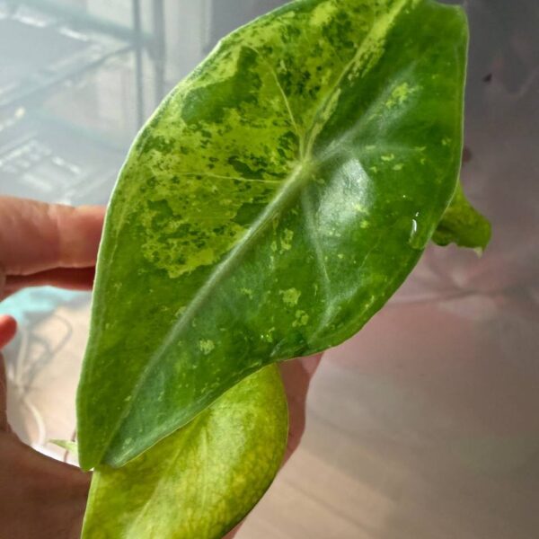 Alocasia Longiloba Forest Lemon Lime planta