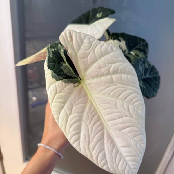 Alocasia Maharani Albo planta madre