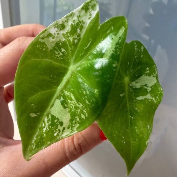Alocasia Pink Dragon Albo planta hoja variegada