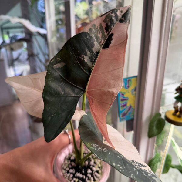 Alocasia Scabriuscula VZ Pink planta madre