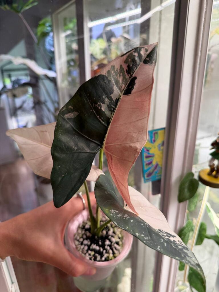 Alocasia Scabriuscula VZ Pink planta madre