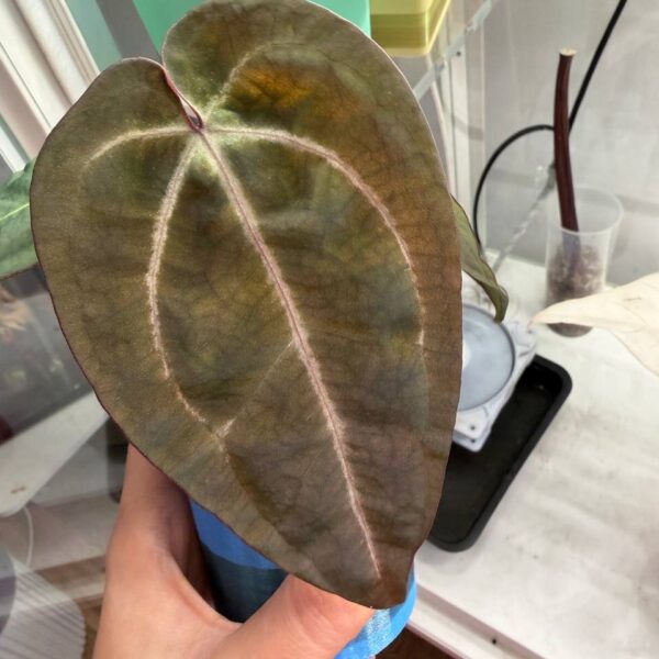 Anthurium Black Velvet x (Zara x michelle) hoja oscura
