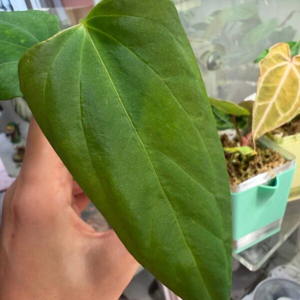 Anthurium Fort Sherman x portilae (indo)