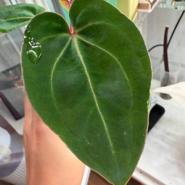 Anthurium papi var aos tezula x michelle var