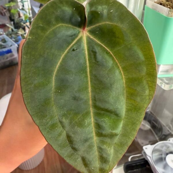 Anthurium papi var dress rg x michelle var