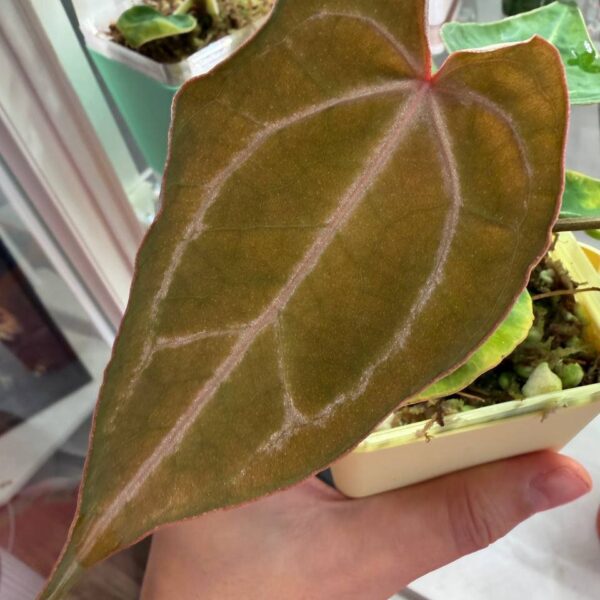 Anthurium (zara 33 x michelle long 22) x forgetii